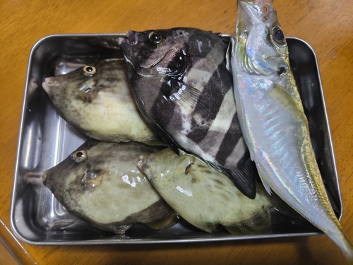 カワハギの釣果