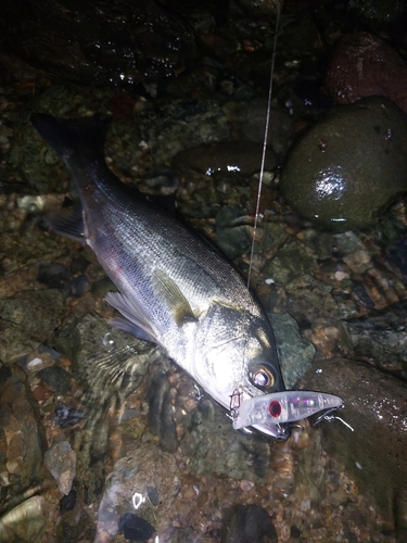 セイゴ（マルスズキ）の釣果