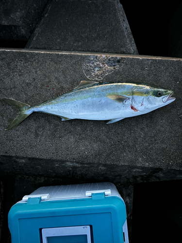 イナダの釣果