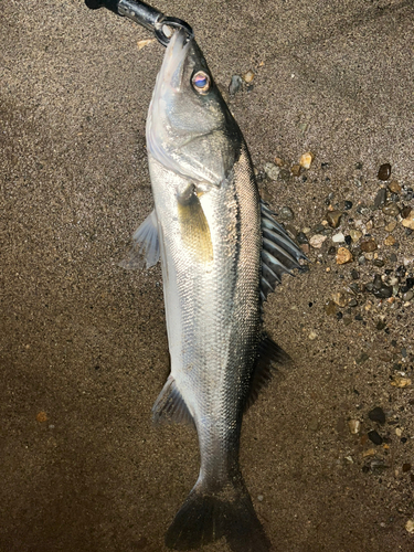 フッコ（マルスズキ）の釣果