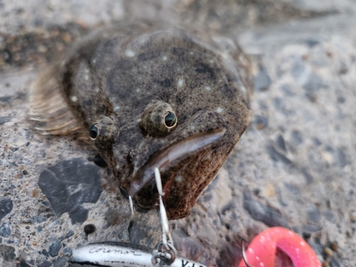 ソゲの釣果