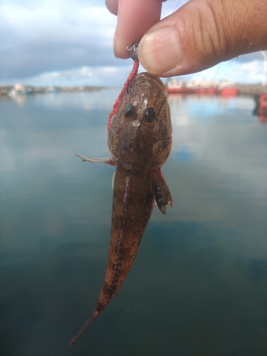 ハゼの釣果