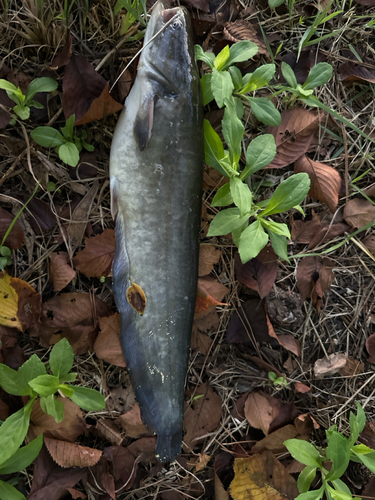 ナマズの釣果