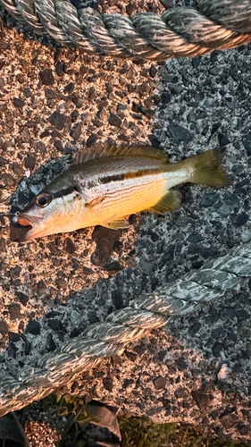 ヨコスジフエダイの釣果