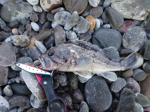 クロソイの釣果