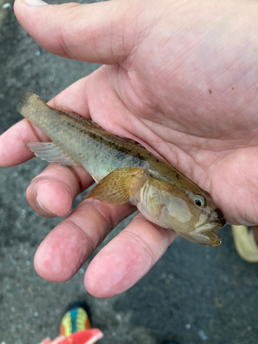 マハゼの釣果