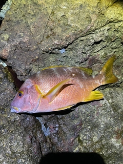 フエダイの釣果