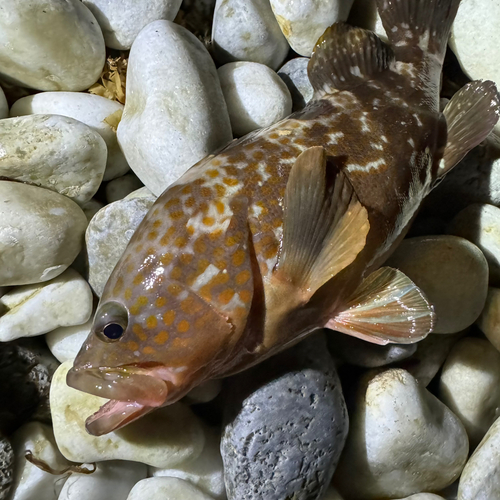 アコウの釣果