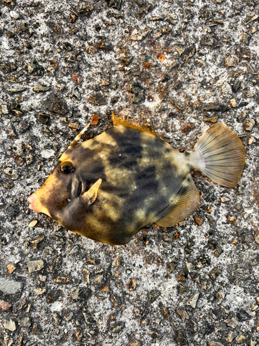 カワハギの釣果