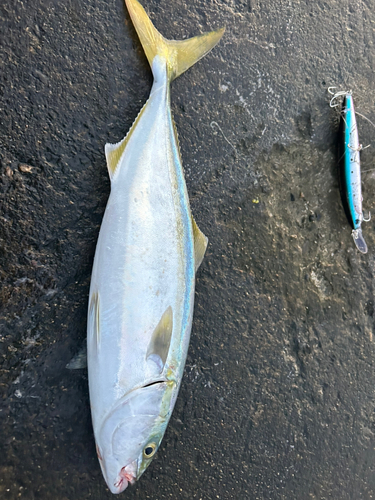 イナダの釣果