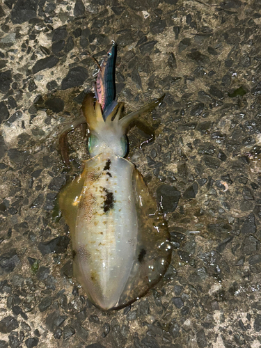 アオリイカの釣果