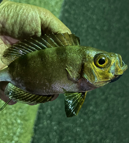 キントキダイの釣果