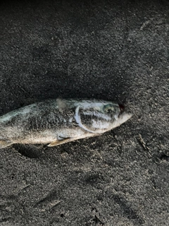 ワカナゴの釣果