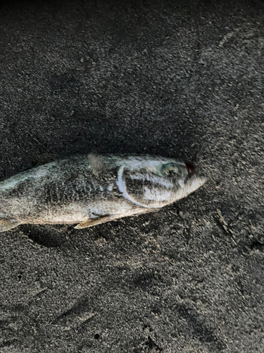 ワカナゴの釣果