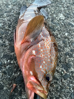 アコウの釣果