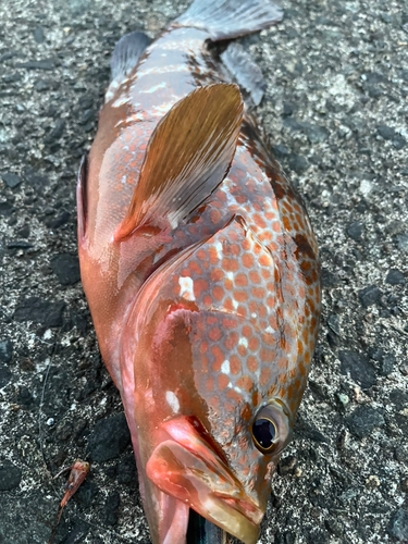 アコウの釣果