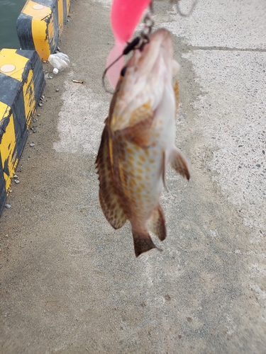 オオモンハタの釣果