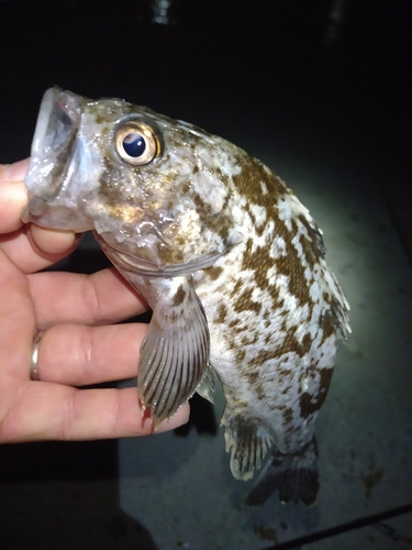 クロソイの釣果