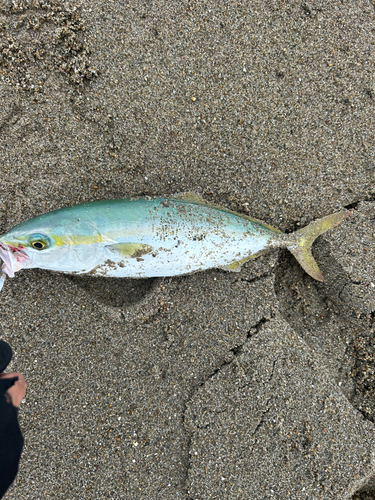 イナダの釣果