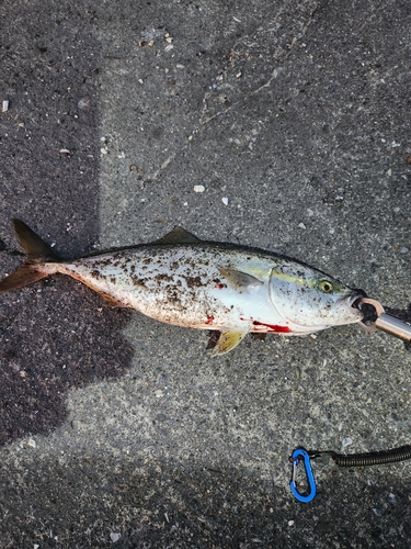 イナダの釣果