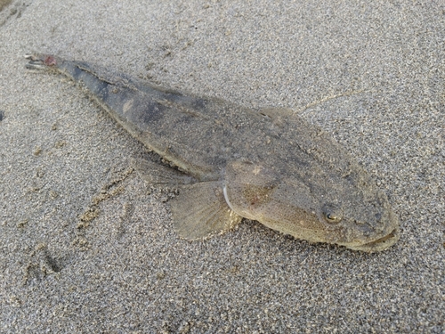 マゴチの釣果