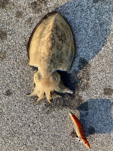 コウイカの釣果