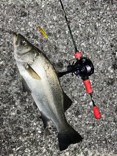 ヒラスズキの釣果