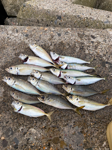 アジの釣果