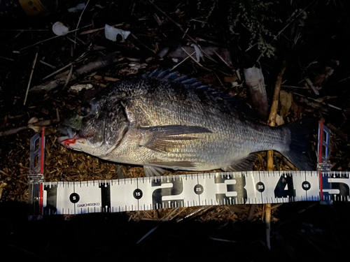 クロダイの釣果