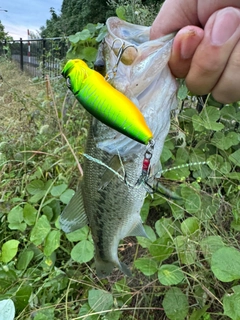 ブラックバスの釣果