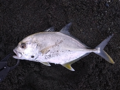 メッキの釣果