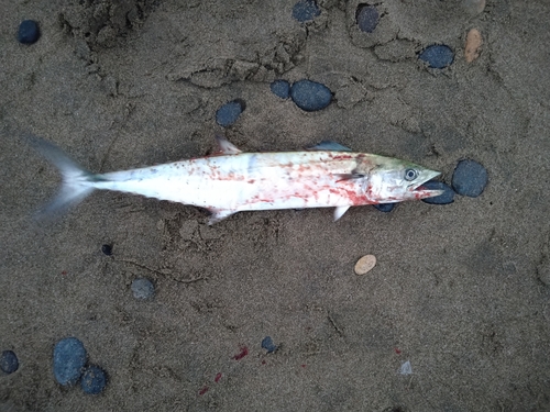 サゴシの釣果