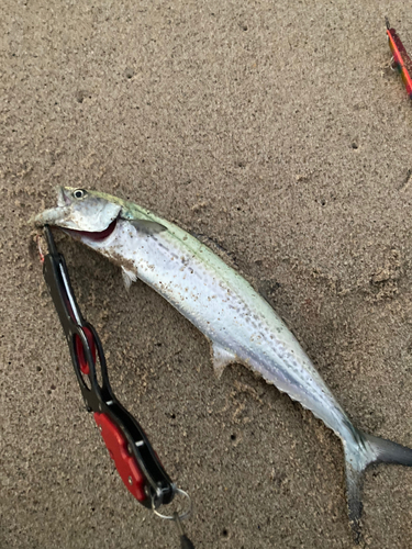 サゴシの釣果