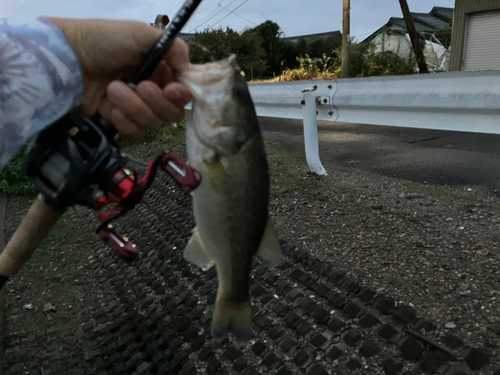 ラージマウスバスの釣果