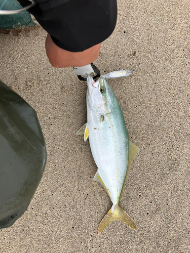 ワカシの釣果