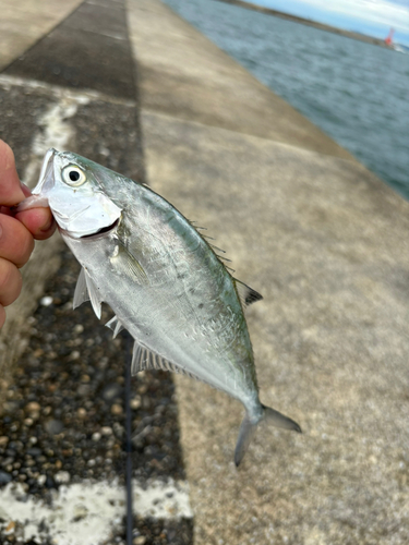 イケカツオの釣果