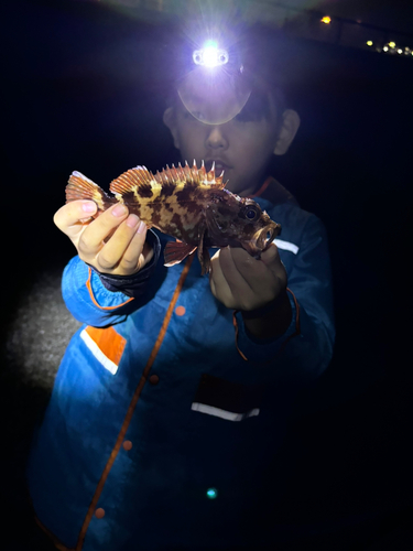 カサゴの釣果