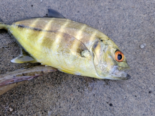 メッキの釣果