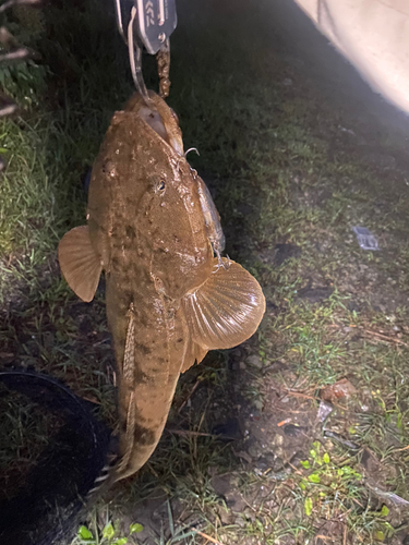 マゴチの釣果