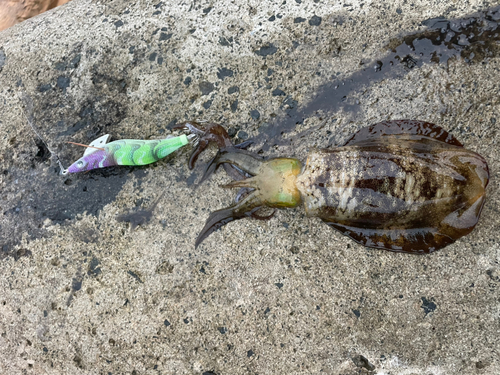 アオリイカの釣果