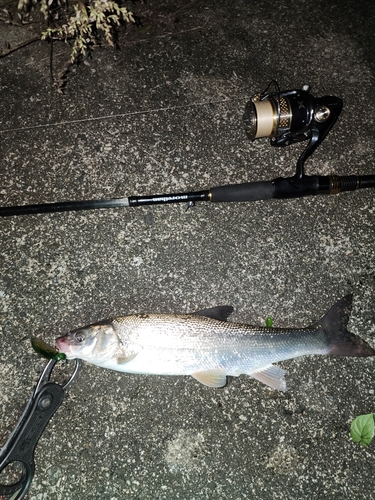 ウグイの釣果