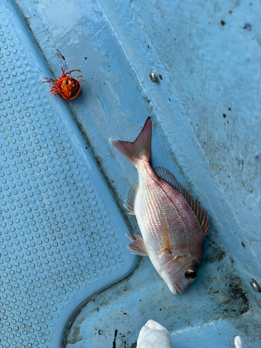 タイの釣果