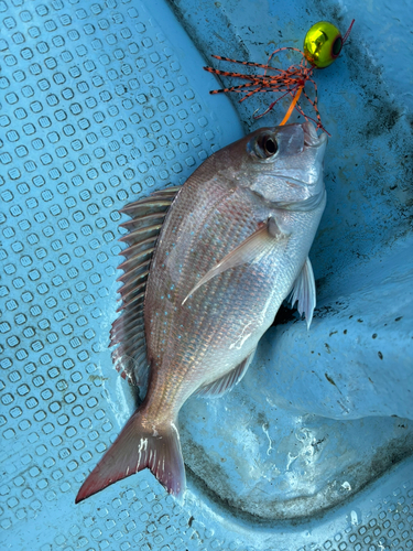 タイの釣果