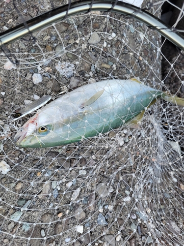 ツバスの釣果