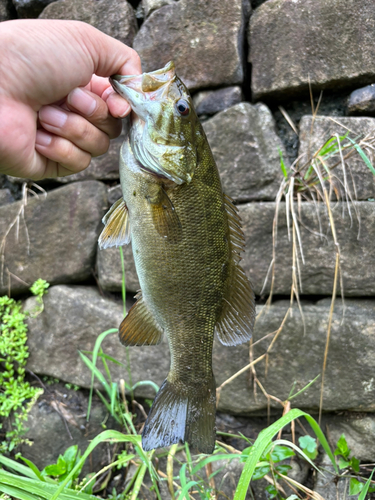 スモールマウスバスの釣果