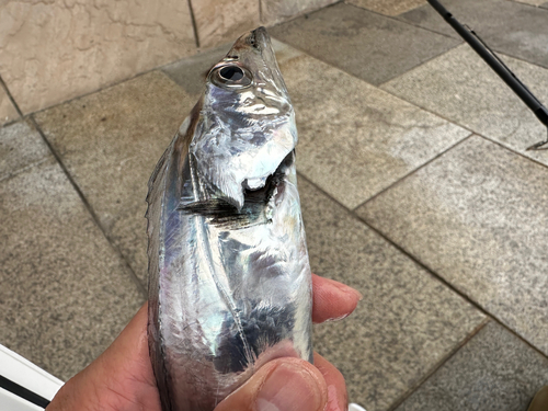 タチウオの釣果