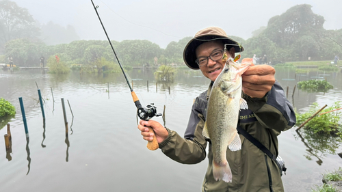 ストライプドバスの釣果