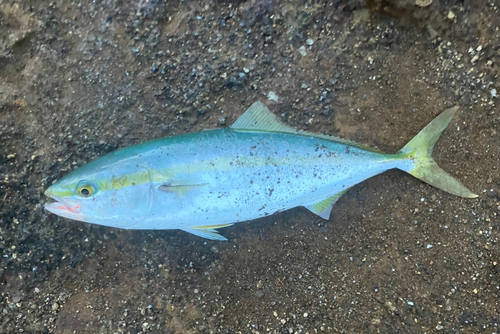 イナダの釣果