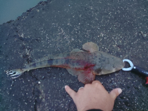 マゴチの釣果