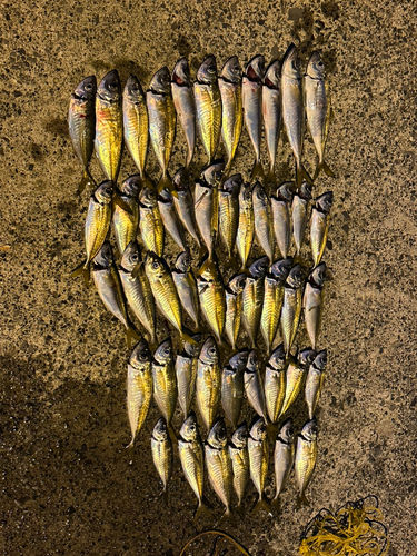 アジの釣果